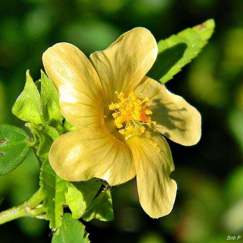 Time for another wonderful &quot;weed&quot;! Sida rhombifolia (Indian hemp, Teaweed) blooming at Frenchman's Forest Natural Area, Palm Beach County. Another Sida species (S. acuta) lives here as well but I think this one is S. rhombifolia. This plant is often