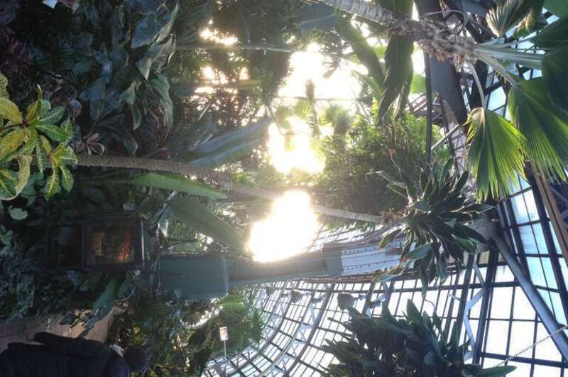 inside the Lincoln park conservatory