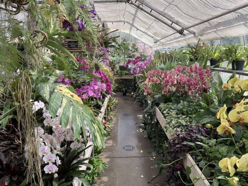 Photo of the interior of the Madeline F. Elder Greenhouse at Newfields in Indianapolis, Indiana