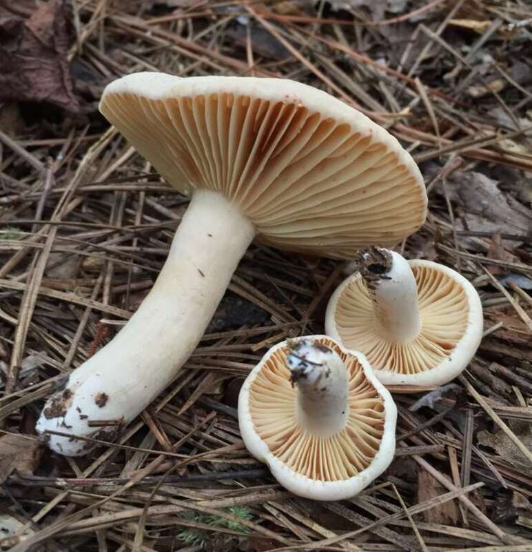 For more information about this, see the observation page at Mushroom Observer.