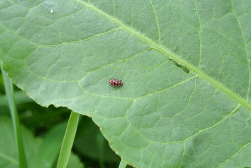 This image was taken at Indian Creek Nature Center, just southeast of Cedar Rapids, Iowa.
