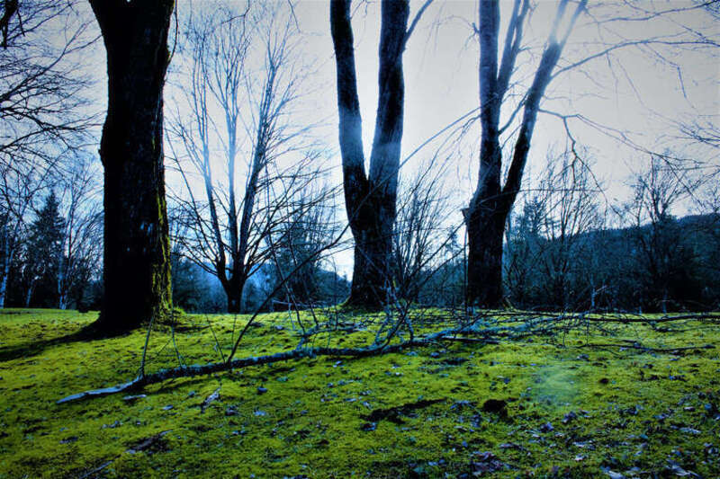 500px provided description: Clicked on Fe 12th at Lake Sammamish state park. [#nature ,#parks]