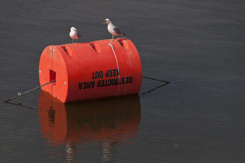 Larus delawarensis in Hoover Memorial Reservoir next to Hoover Dam (Ohio).