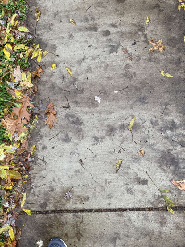 Photo of leaf prints on a sidewalk taken in Ann Arbor, MI, USA