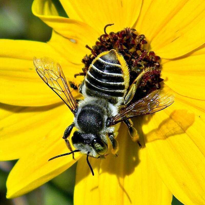 This cool bee had impossibly tiny wings but expertly jetted from flower to flower. Her belly was brilliant yellow, possibly from pollen. Frenchmans Forest Natural Area, Palm Beach County.

She has been identified as a female Leafcutter Bee, a