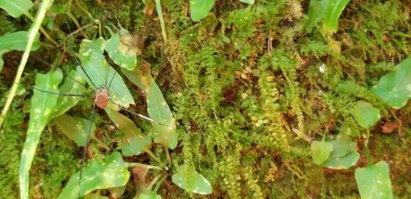 Leiobunum vittatum missing a leg, photographed at Turkey Run State Park in Indiana
