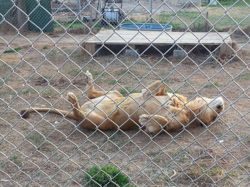 Lion in an enclosure at the Conservators Center in Burlington, North Carolina.