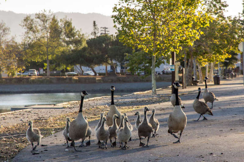 Canada geese in Los Gatos Creek County Park