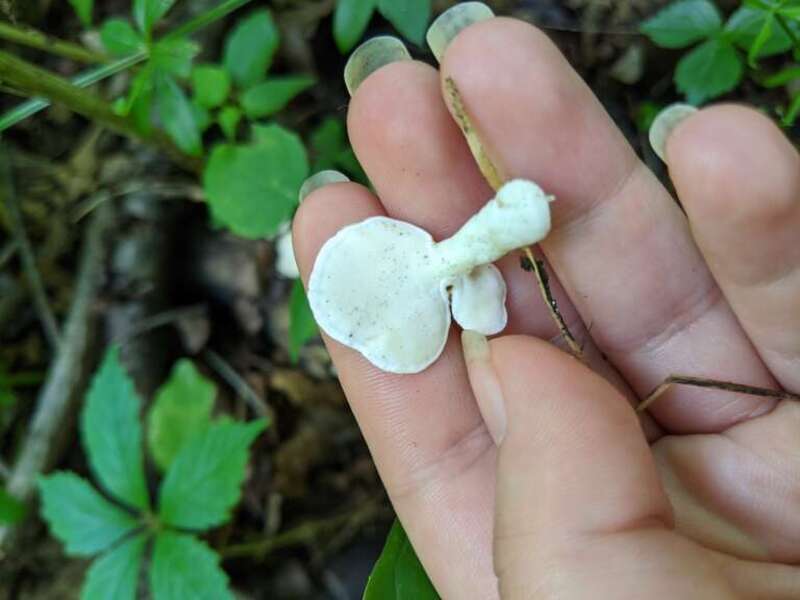 Loweomyces fractipes
