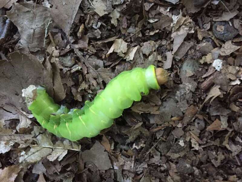 Found beneath an American beech tree in Westchester County, New York