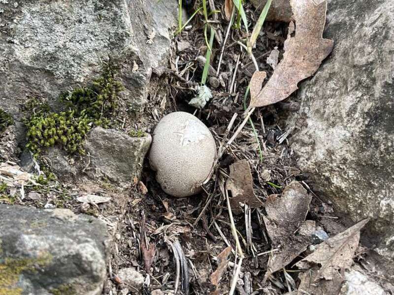 Common puffball (Lycoperdon perlatum), Spring Lake Regional Park, Santa Rosa, California