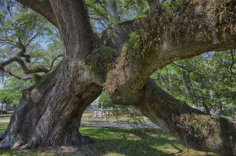 Magnolia Cemetary Tree