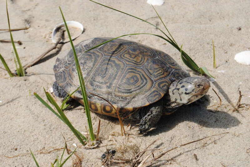 Northern Diamondback Terrapin (Malaclemys terrapin ssp. terrapin). Subspecies of reptile.