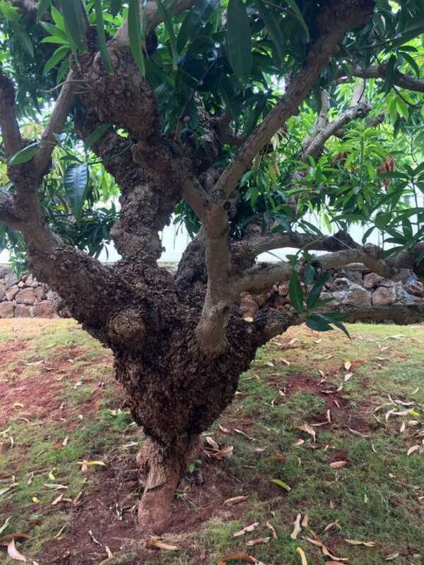 Pathogen: Prob. Agrobacterium tumefaciens

In an email to Wikimedia Commons' Volunteer Response Team, Scot Nelson has released all content from their Flickr photostream under the Creative Commons Zero license.

 
This file is made available under the