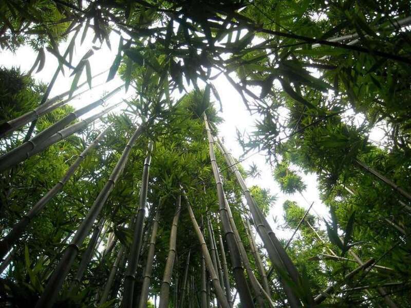 Looking up the bamboo.