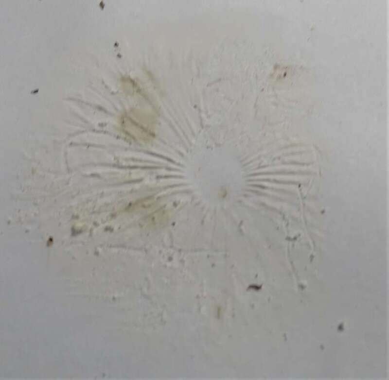 fairy ring marasmius (Marasmius oreades)