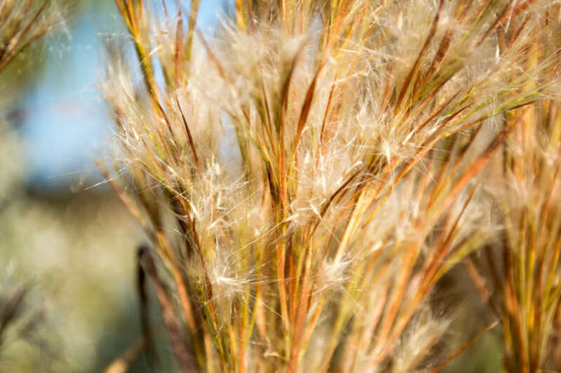 500px provided description: florida wetlands marsh grass [#foliage ,#leaf ,#grass ,#rural ,#meadow ,#lush foliage ,#marsh ,#springtime ,#lush ,#shrub ,#wildflower ,#wetlands ,#uncultivated ,#cultivated ,#copse ,#monoculture ,#Florida foliage]
