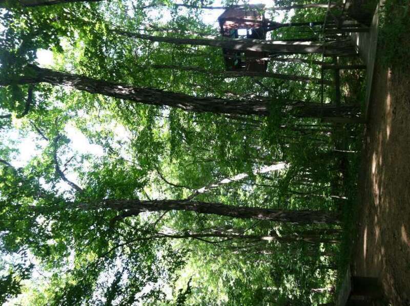 Mass Audubon's Arcadia Wildlife Sanctuary ; Carya Ovata (Shagbark Hickory)