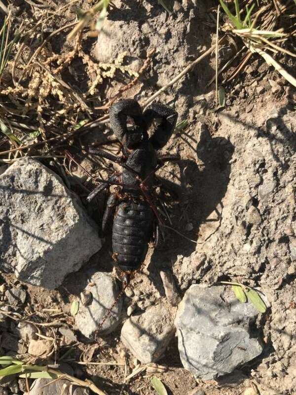 Giant Vinegaroon (Mastigoproctus giganteus)