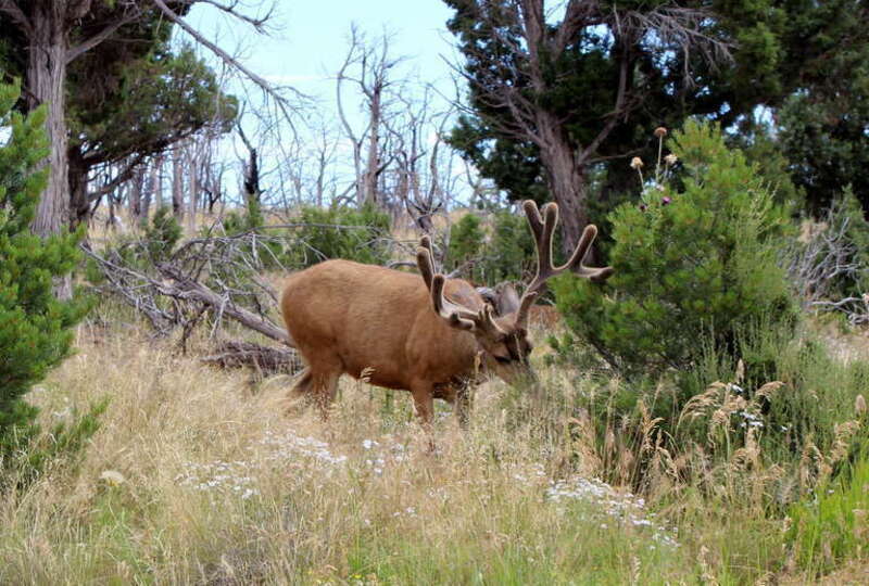 Mesa Verde Top Ruins Rd