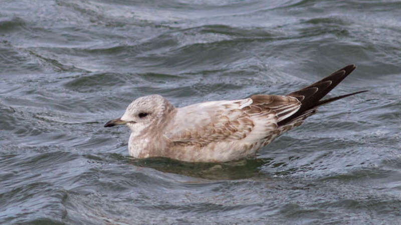 Mew Gull Larus brachyrhynchus, Owls Head, Knox Co., Maine