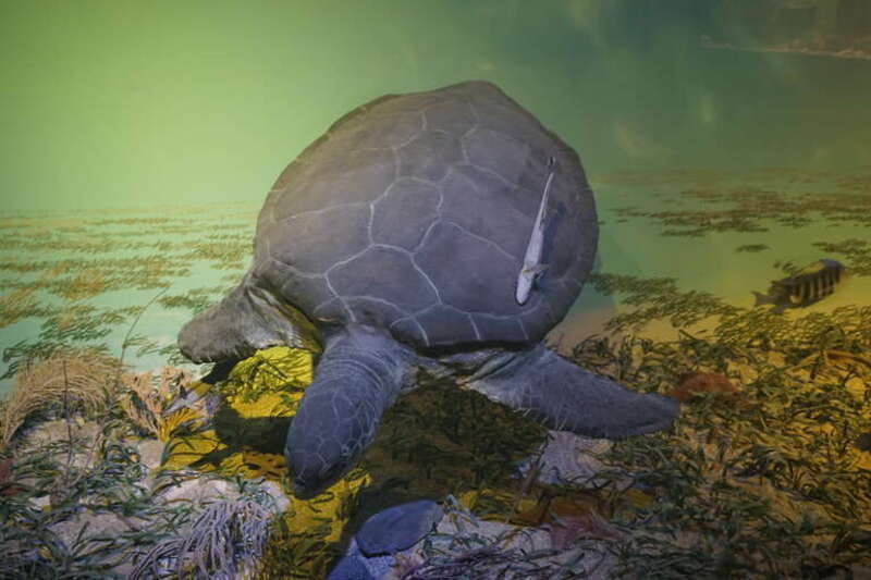 The Living Oceans exhibit at the Milwaukee Public Museum in Milwaukee, Wisconsin (United States).