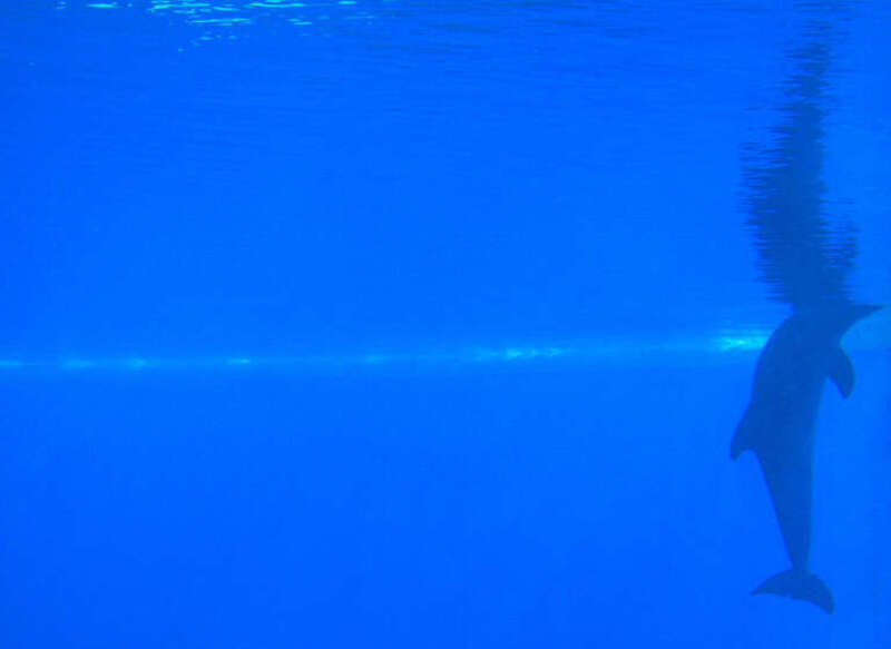 500px provided description: Photo taken from the -1 level of the Dolphin Habitat of the The Mirage Hotel and Casino in Las Vegas, NV. [#reflection ,#dolphin ,#underwater ,#Las Vegas ,#The Mirage Hotel]