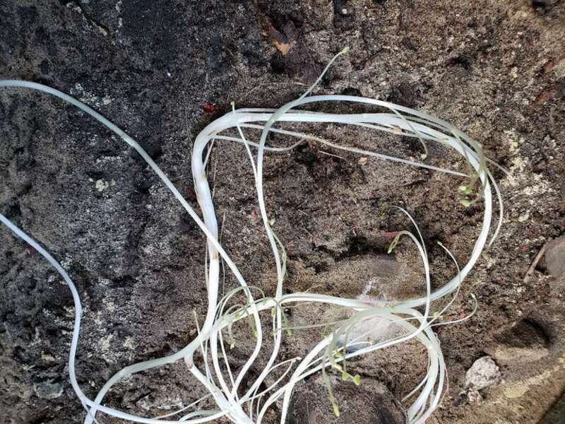A close up photograph of fungi observed inside a water meter box in the Mission Beach neighborhood of San Diego