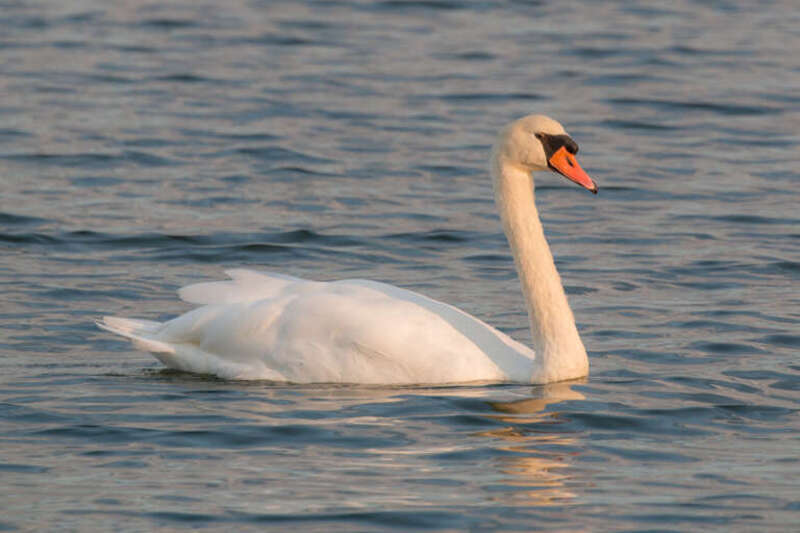 Mute swans are probably the bird that generates the most discordant opinions between birders and non-birders that I know. Whenever I am out with binocs and my camera, the bird everyone wants to point out to me is the swans. However, to me they are
