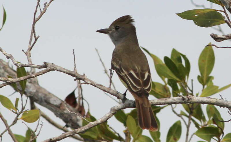 Great Crested Flycatcher