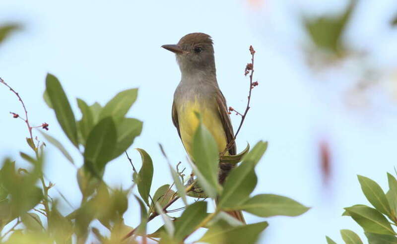 Great Crested Flycatcher