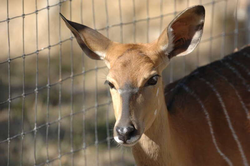 Nyala, Safari West