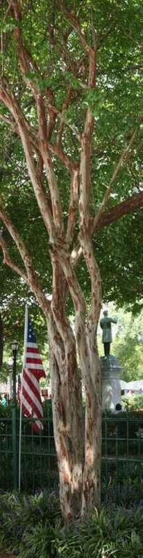 Old Glory &amp;amp; Tree