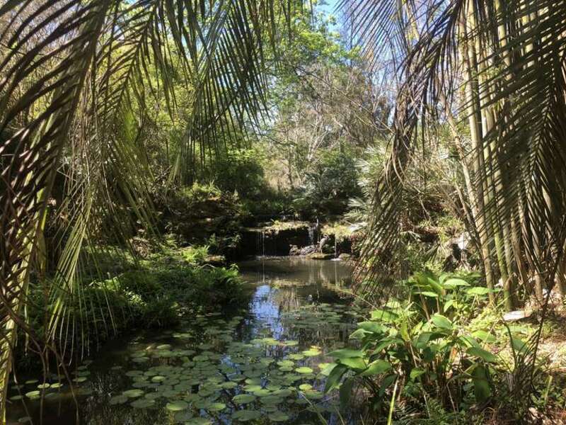 Overlook of Waterfall at Kanapaha Botanical Gardens. Tropical plants and trees can be seen throughout the photo. Blue sky in the background.