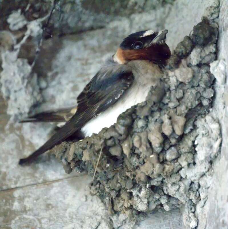 A Cliff Swallow making a mud nest at Baylands Nature Preserve, California, USA.