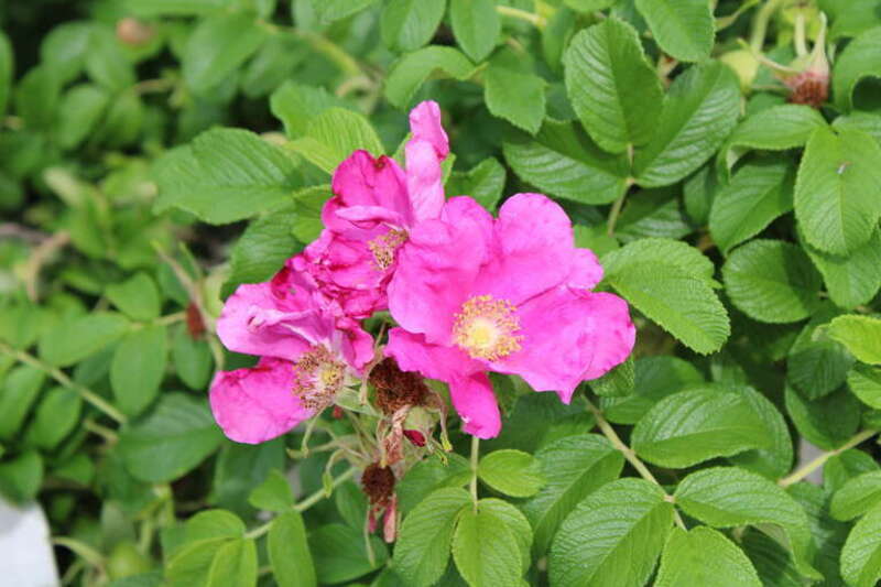 Close up of pink roses
