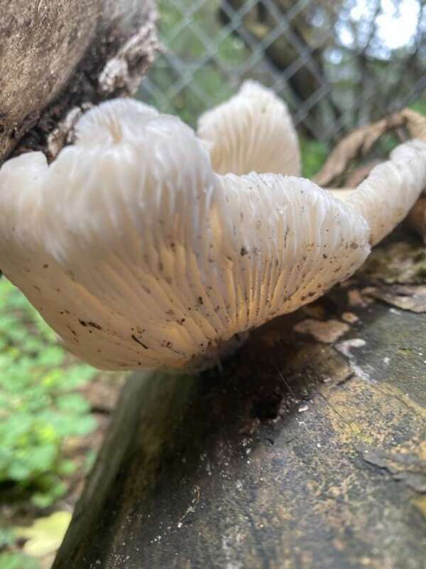 Oyster Mushroom (Pleurotus ostreatus)