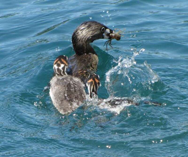 Pied-billed grebe (Podilymbus podiceps) feeding a crayfish (Procambarus clarkii) to its chicks.Location: Laguna Lake, Fullerton, CA, USAIdentification:  The crayfish species identification was based only on the fact that it seems to be the only