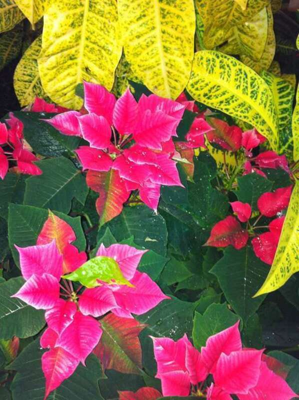 This image was taken at the Lincoln Park Conservatory in Chicago, IL