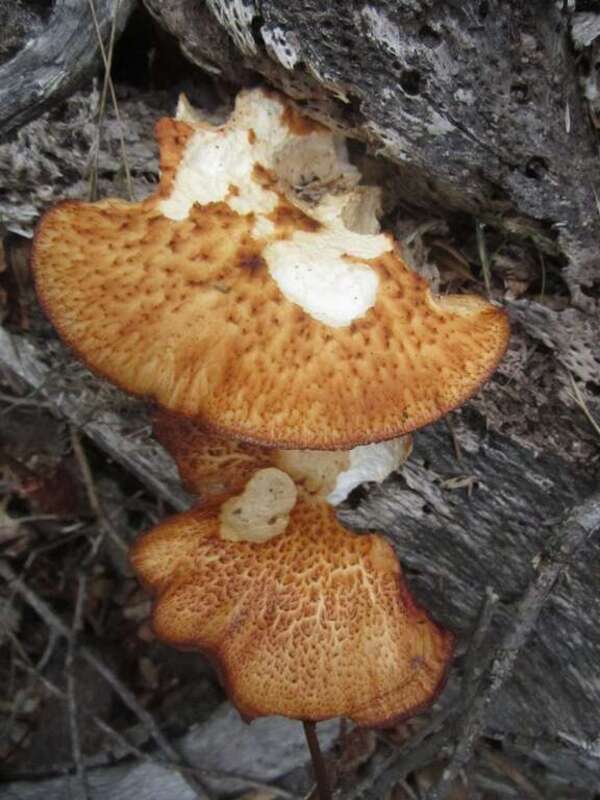 Polyporus radicatus