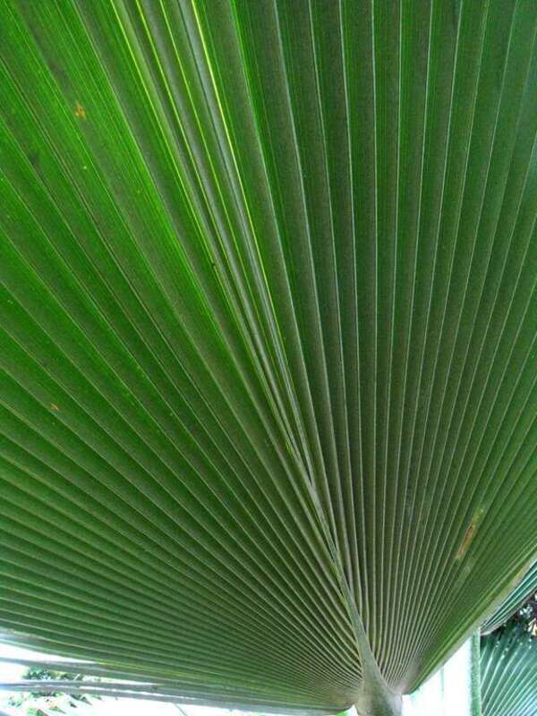 Loulu hiwa or Loulu
Endemic to the Hawaiiian islands (Oʻahu only)
Oʻahu (Cultivated)

nativeplants.hawaii.edu/plant/view/Pritchardia_martii