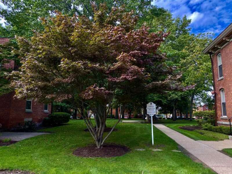 The Promise Tree Memorial - planted in honor of the victims of the terrorist attack of September 11, 2001 on the occasion of its first anniversary - stands amid the historic homes of Federal Row in Erie, Pennsylvania as seen in October 2021.