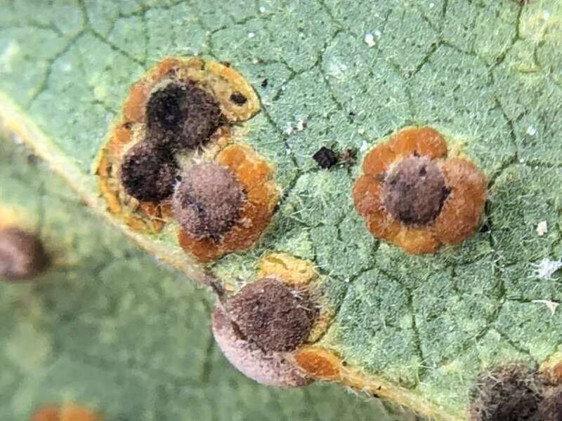 Hollyhock Rust (Puccinia malvacearum)