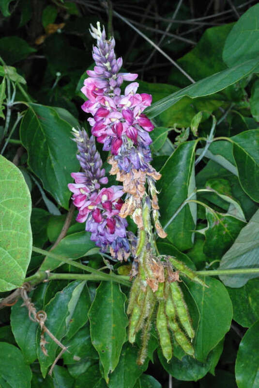 Pueraria montana