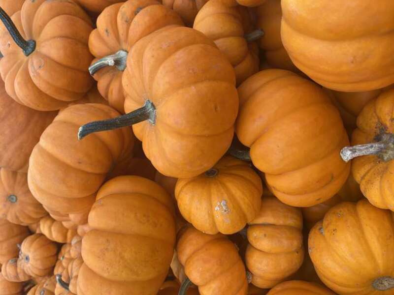 pumpkin