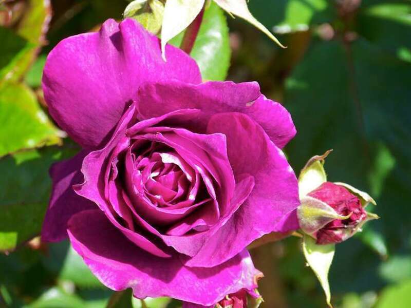 Purple Rose