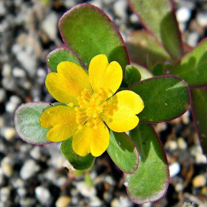 A  tiny purslane plant showing off her heart shaped petals at J.D. MacArthur State Park. This species is listed as &quot;doubtfully native in Florida....probably native to Europe&quot; but there is evidence of it already being in North America by about