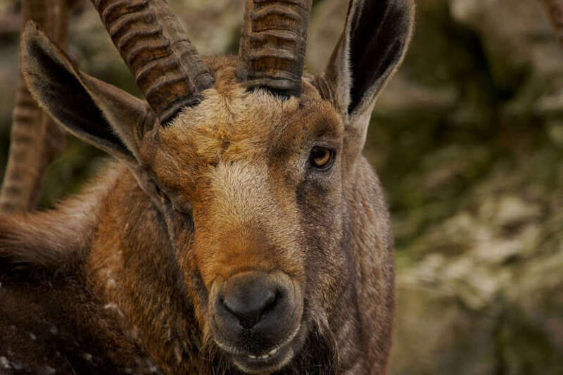 Ram at Fort Worth Zoo