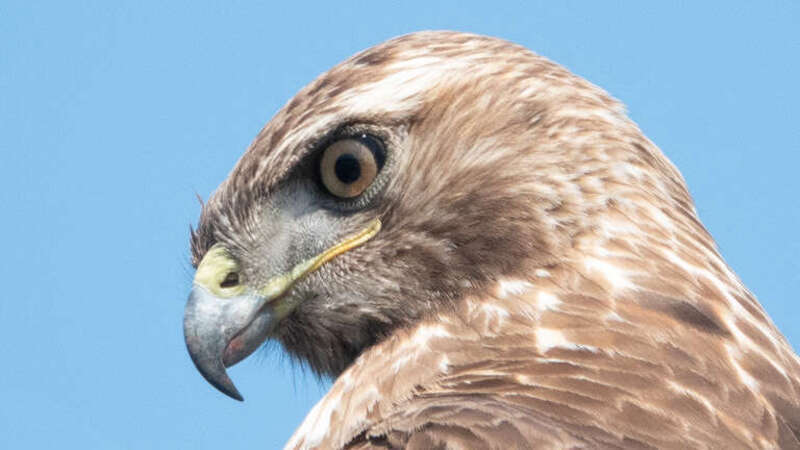 Close up of Red-tailed Hawk's face