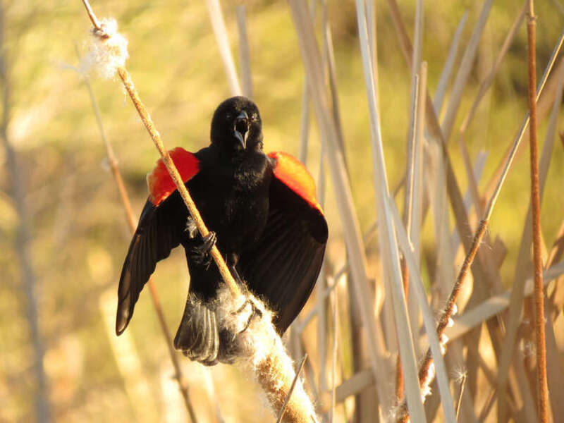 Agelaius phoeniceus male. Sweetwater Wetlands, Tucson, Arizona, USA.